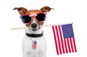 Dog-Fourth-of-July