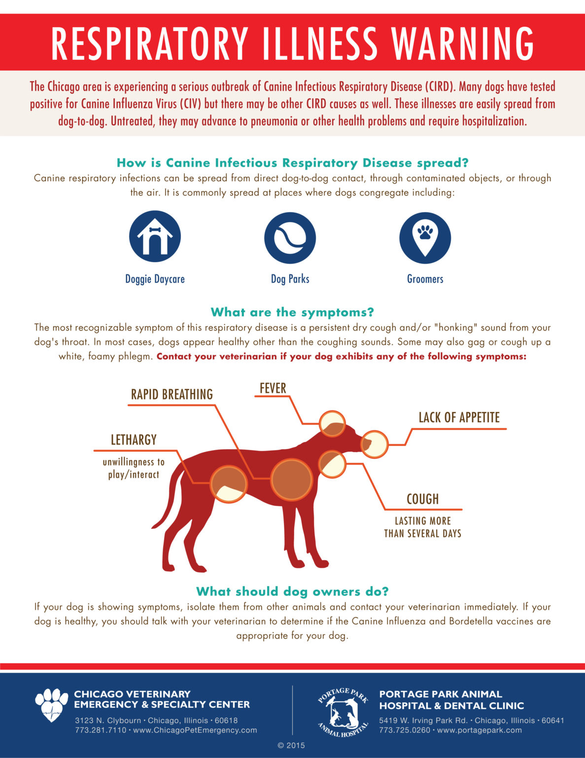 What You Need To Know About The Dog Flu