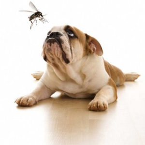 dog-mosquito