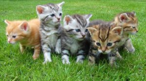 Social Kittens