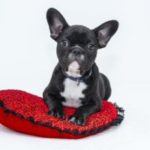 black dog laying on red pillow
