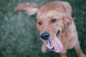 Common Dog Behavioral Problems