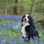 black and white dog in field surrounded by puprle flowers