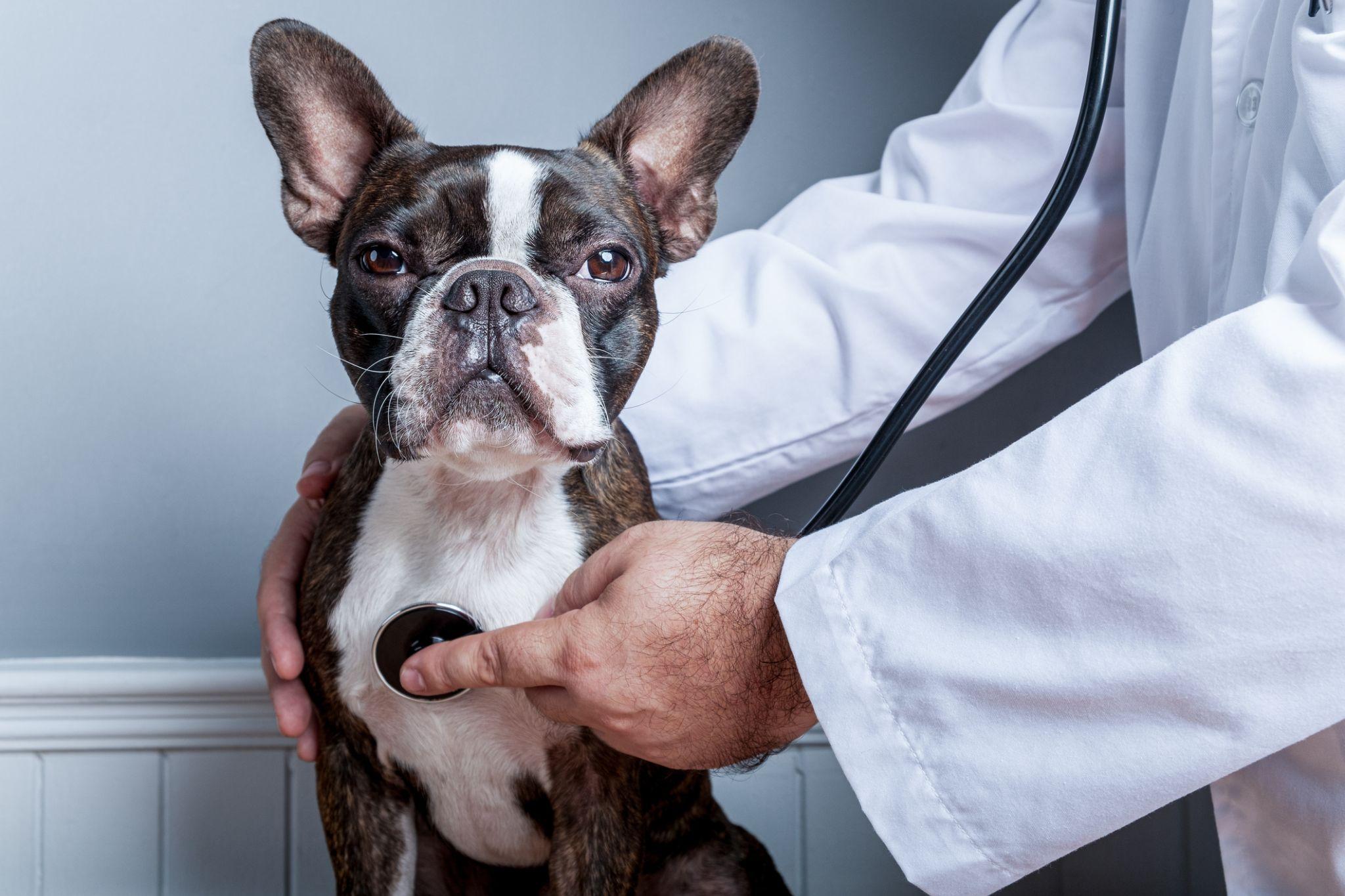 Veterinarian holds stethoscope to chest of black and white Boston Terrier during exam