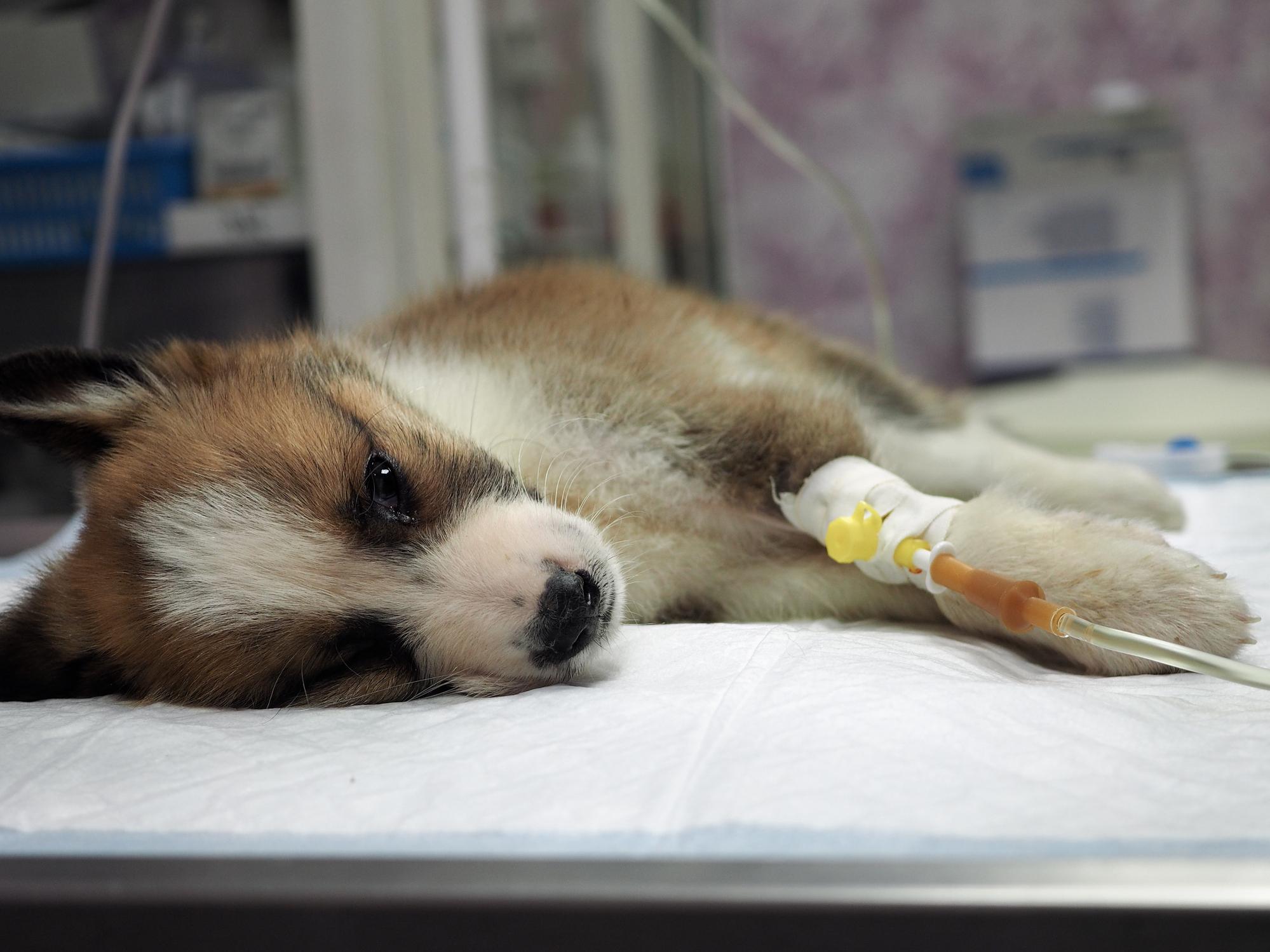 Puppy lays on veterinary table with intravenous medicine being dispensed prior to surgery