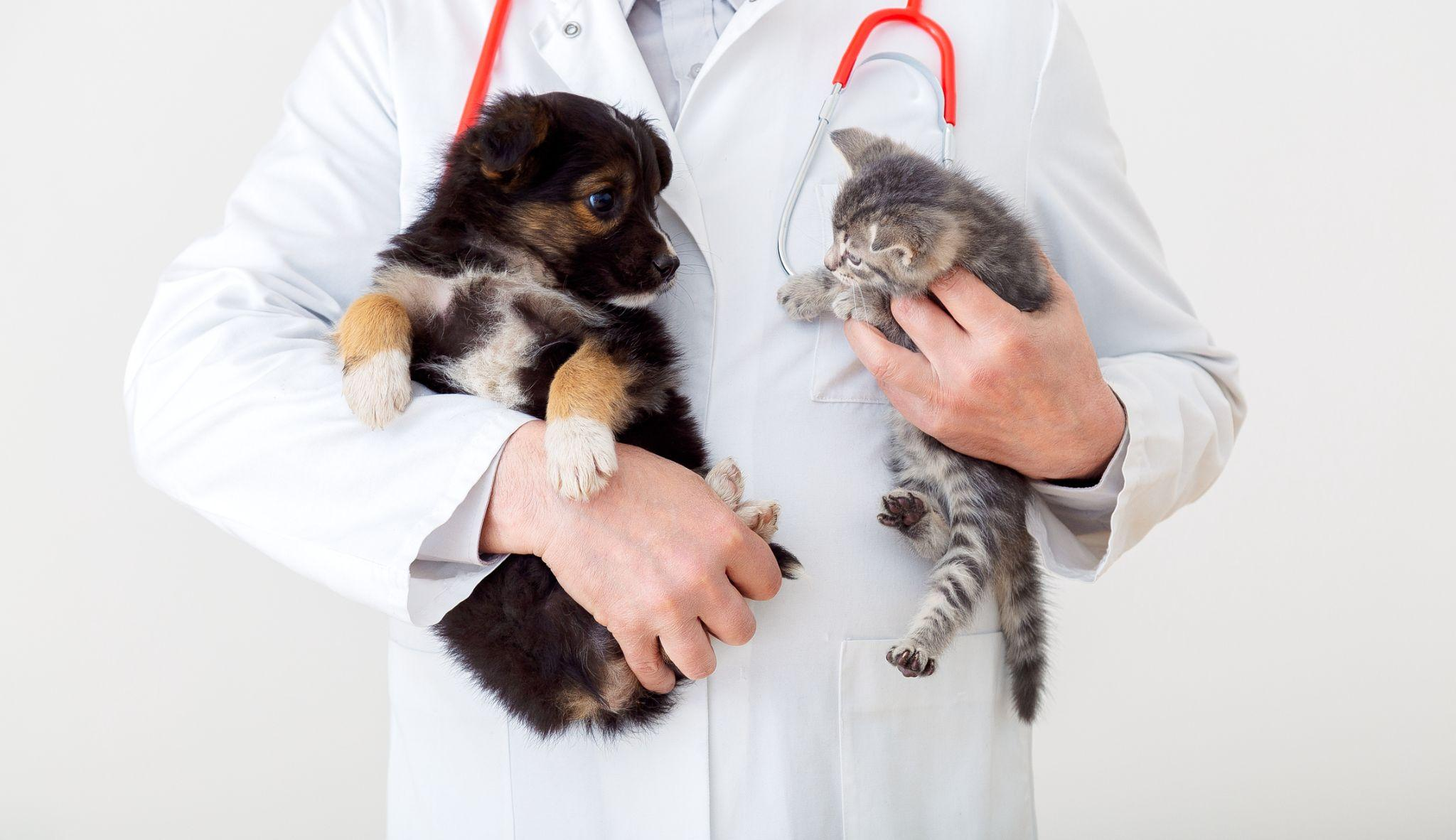 Animal Hospital in Belmont Gardens