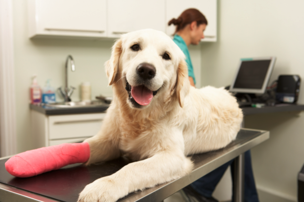 dog on a vet table with a pink cast on its paw