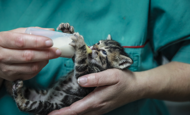 Kitten being fed milk from a bottle