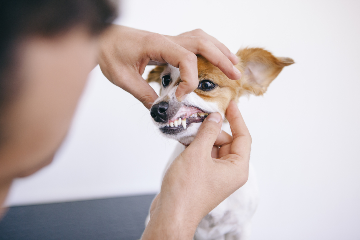Vet lifts small brown and white dog's upper lip to inspect teeth and gums