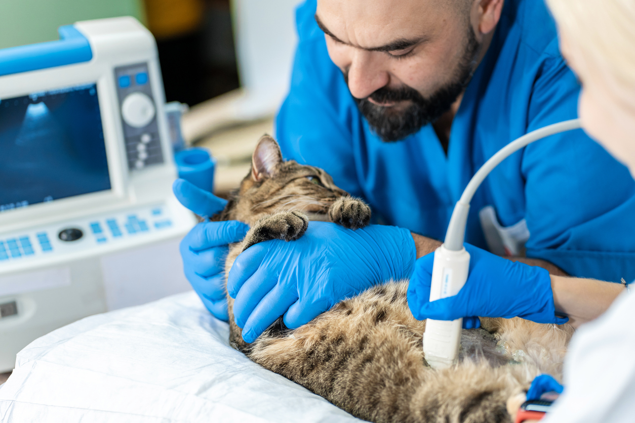 Vet and vet tech in blue scrubs use ultrasound machine to scan tabby cat's lower abdomen.