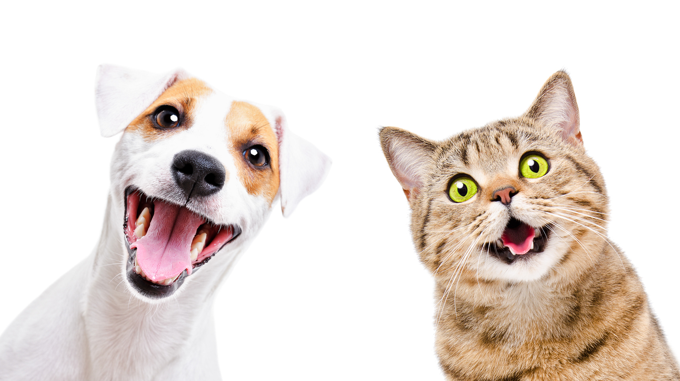 White short-haired terrier with brown patches around eyes next to tan colored tabby cat with green eyes as both look happily at the camera