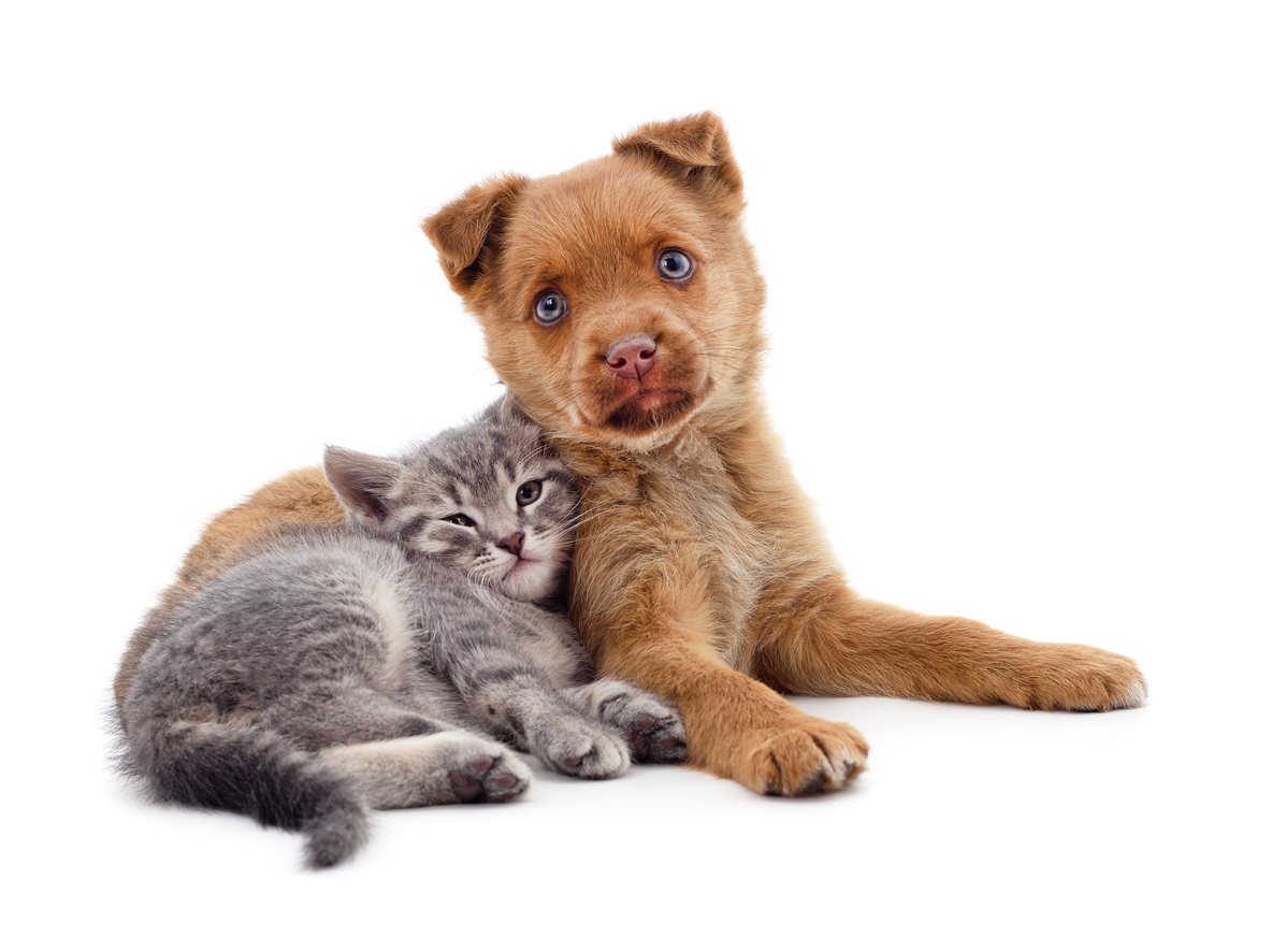 Sweet red, fuzzy puppy with blue eyes and folded ears looks at camera as lazy gray kitten leans against the puppy.