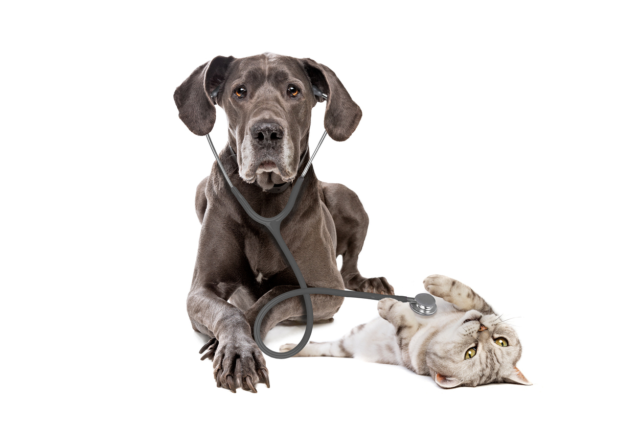 Dog deals animal hospital