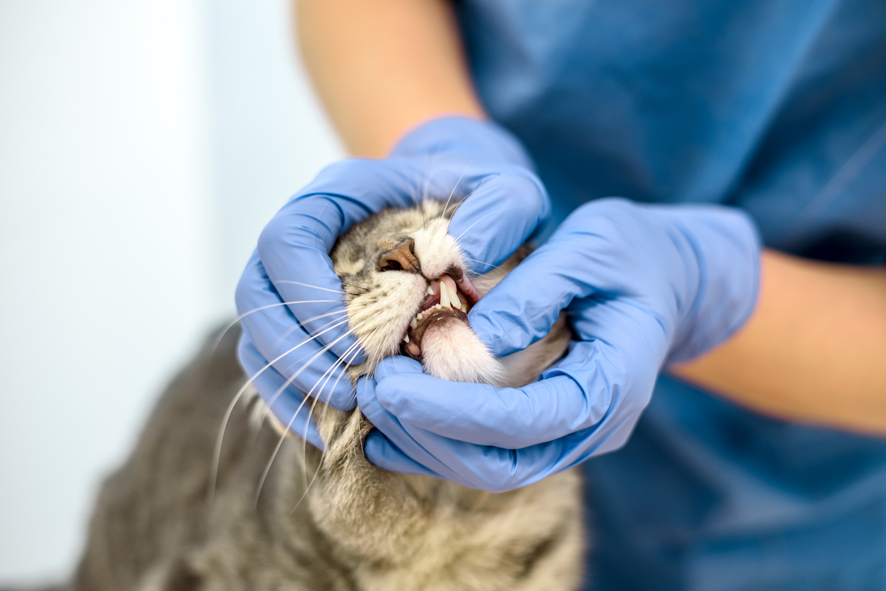 Veterinarian doctor is examining the teeth of a grey cat