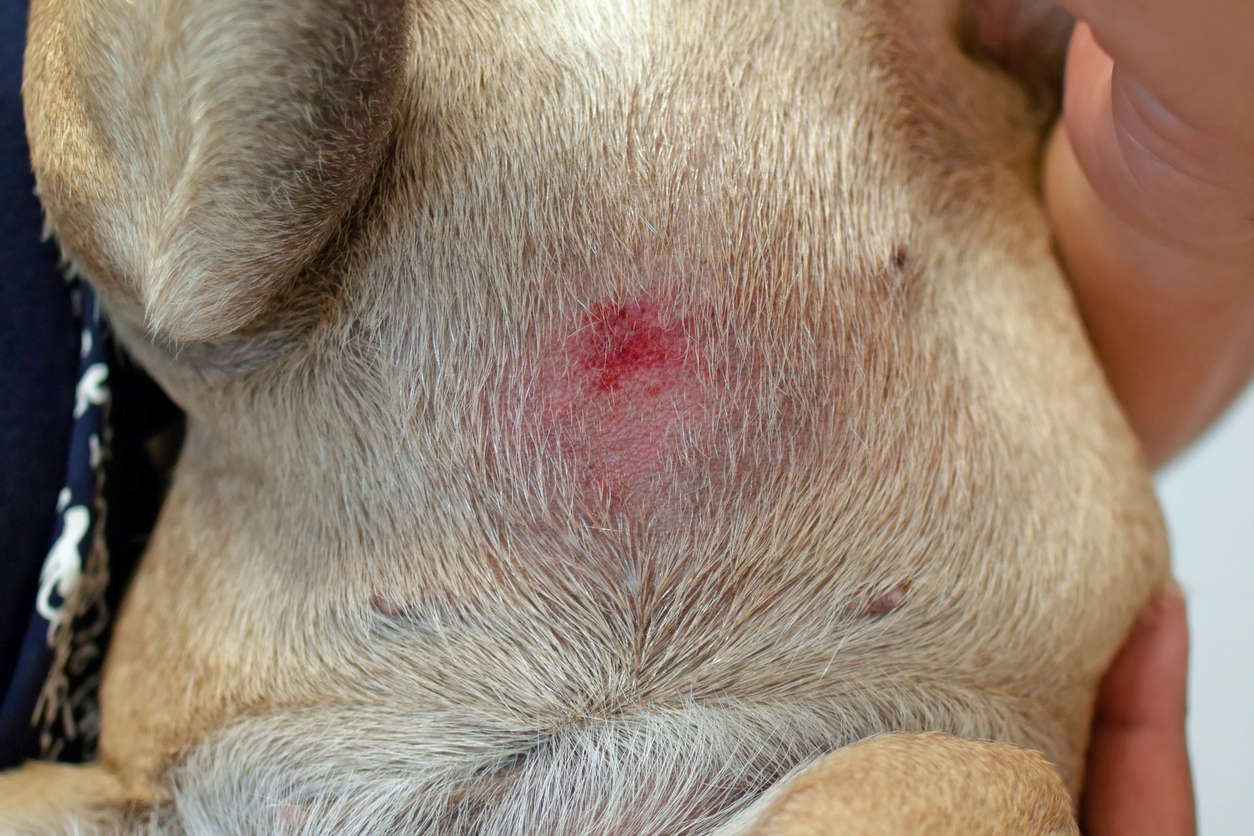 Puppy lies belly up to show red irritated spot on skin
