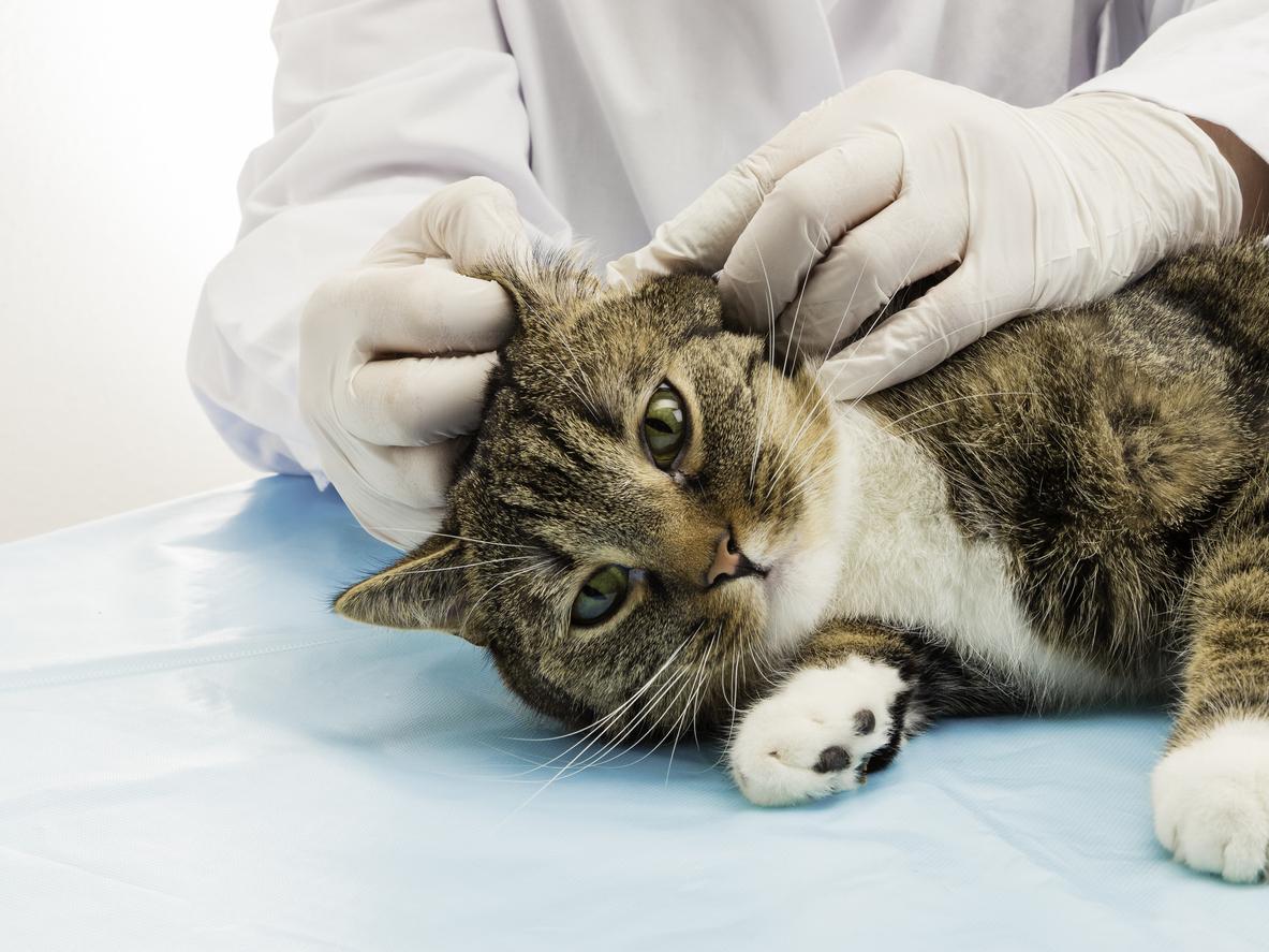 Vet wearing gloves inspects the ear of a brown and white tabby cat resting on the table