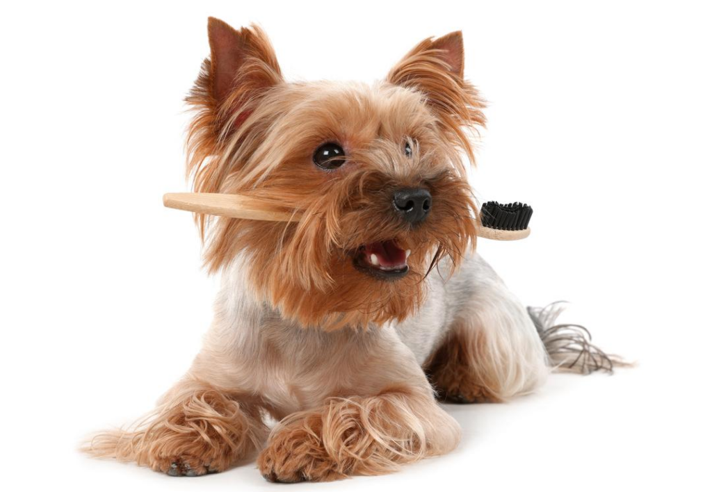 Cute Yorkshire Terrier lies on the floor with a toothbrush held between their teeth