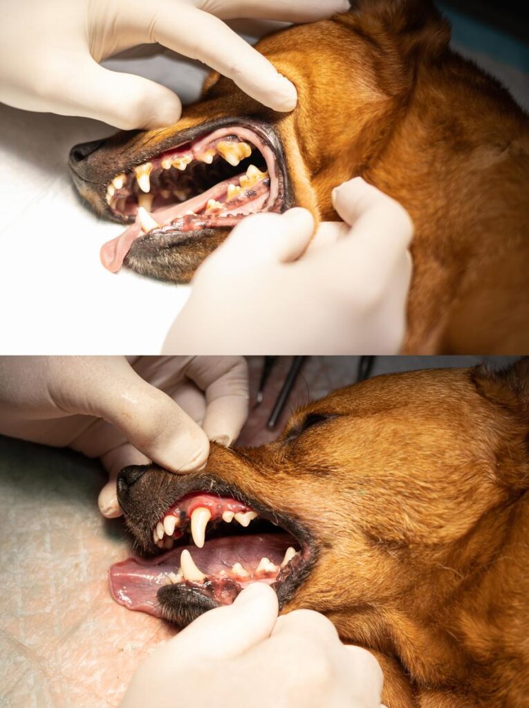 Before and after photos of a dog's teeth cleaning