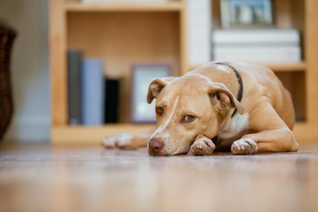 Can long toenails hurt my dog with arthritis? | Canine Arthritis Resources  and Education