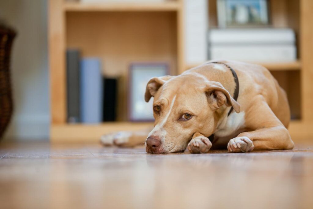 The Dangers of Your Dog's Nails Being Too Long