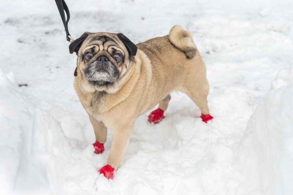 Do Dogs Need Snow Boots?