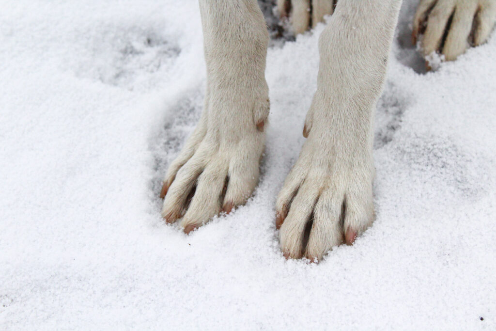 Are Dog Paws OK in the Snow?