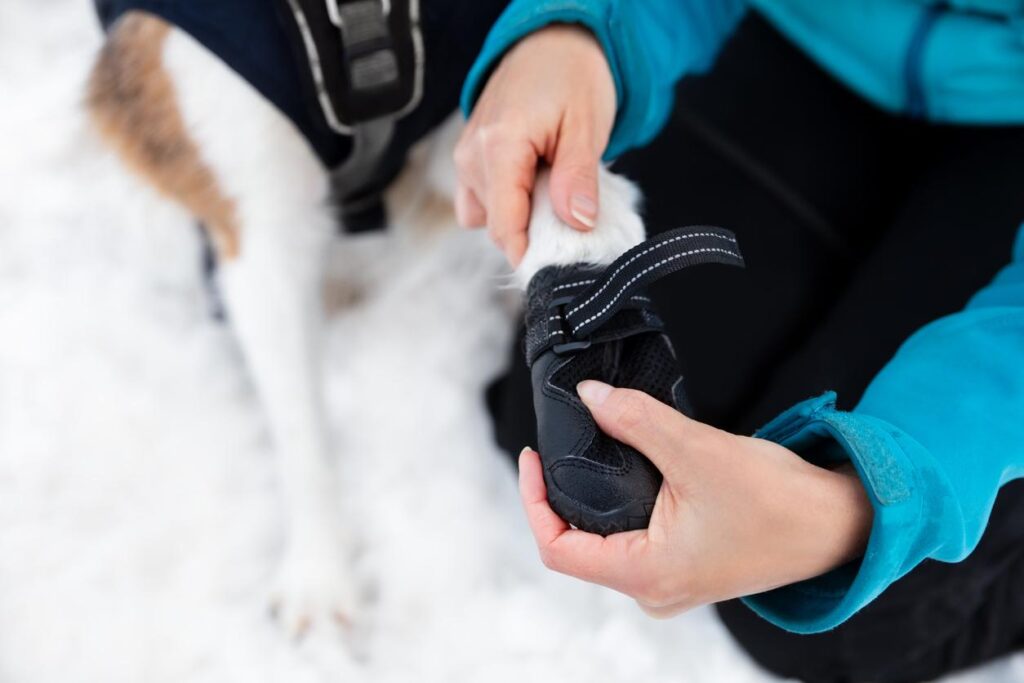 How to Train a Dog to Wear Boots