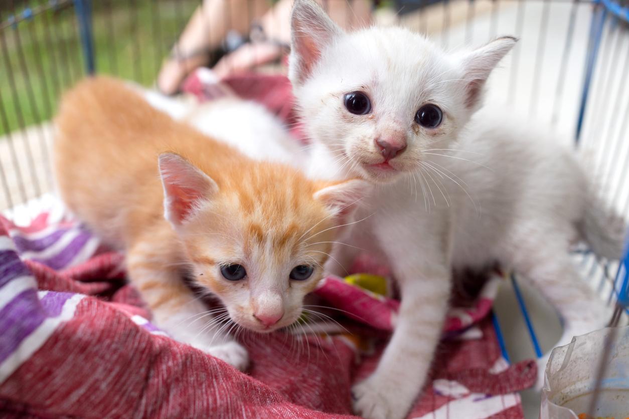 When Is Kitten Season? - Everything Your Need to Know