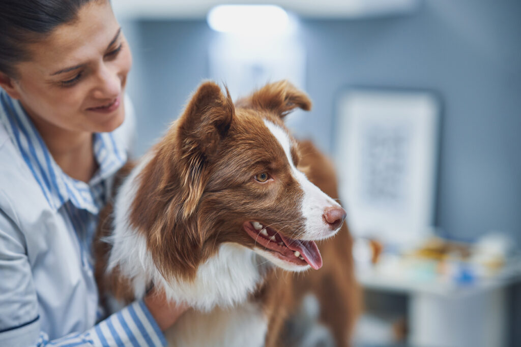 Long-haired dog being held by smiling vet