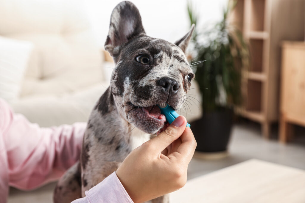 Spotted dog getting its teeth brushed at home