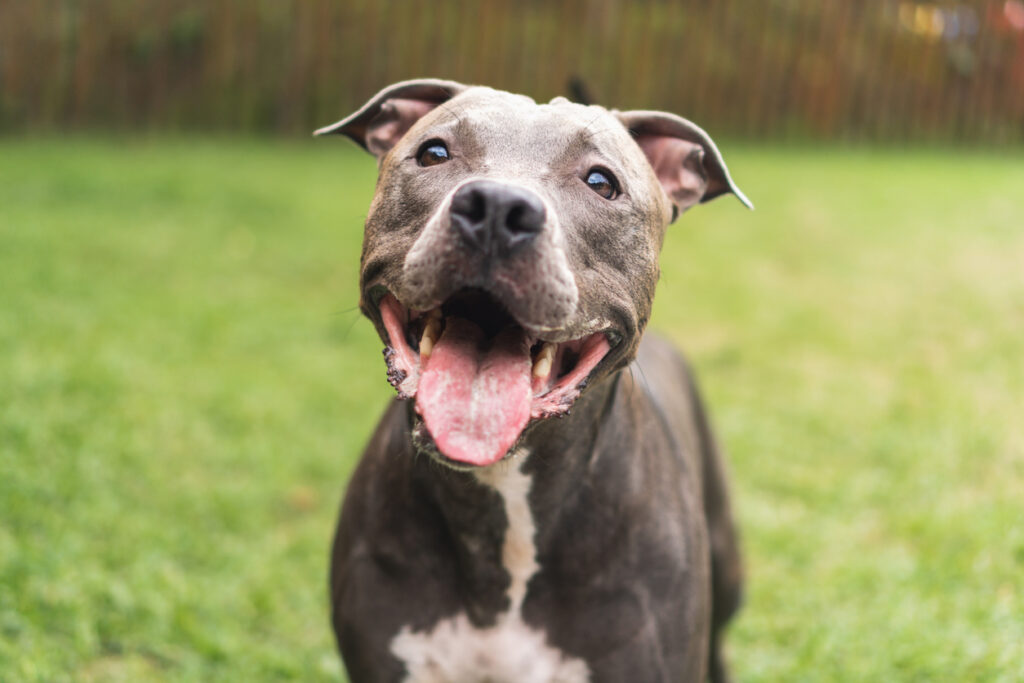 Short eared pitbull hotsell