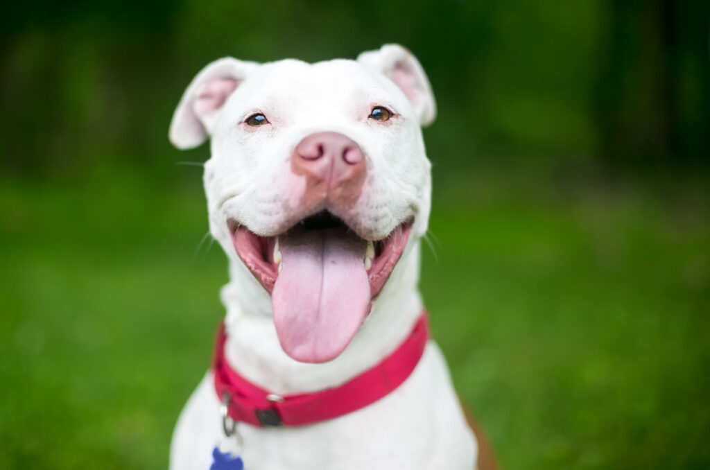White Pitbull dog smiling at the camera