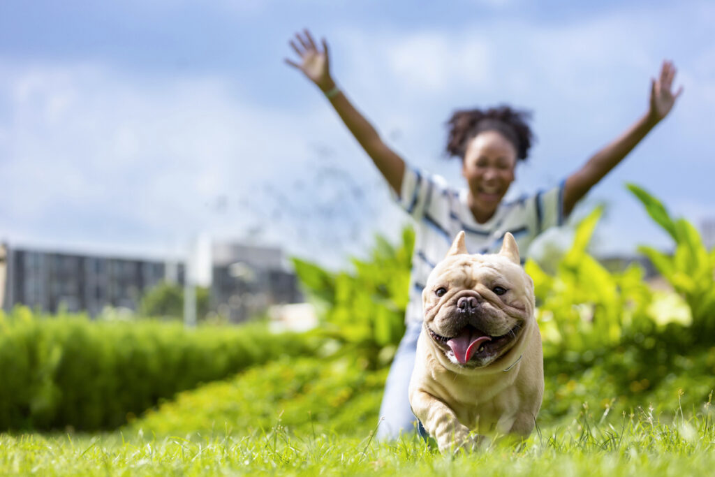 woman is playing with her french bulldog puppy while walking in the dog park at grass lawn after having morning exercise during summer