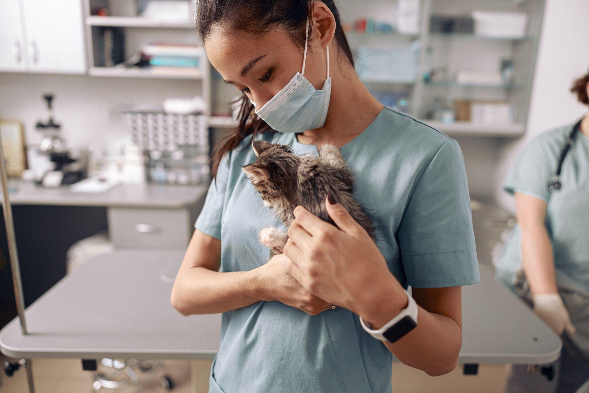 Vet performing kitten wellness program