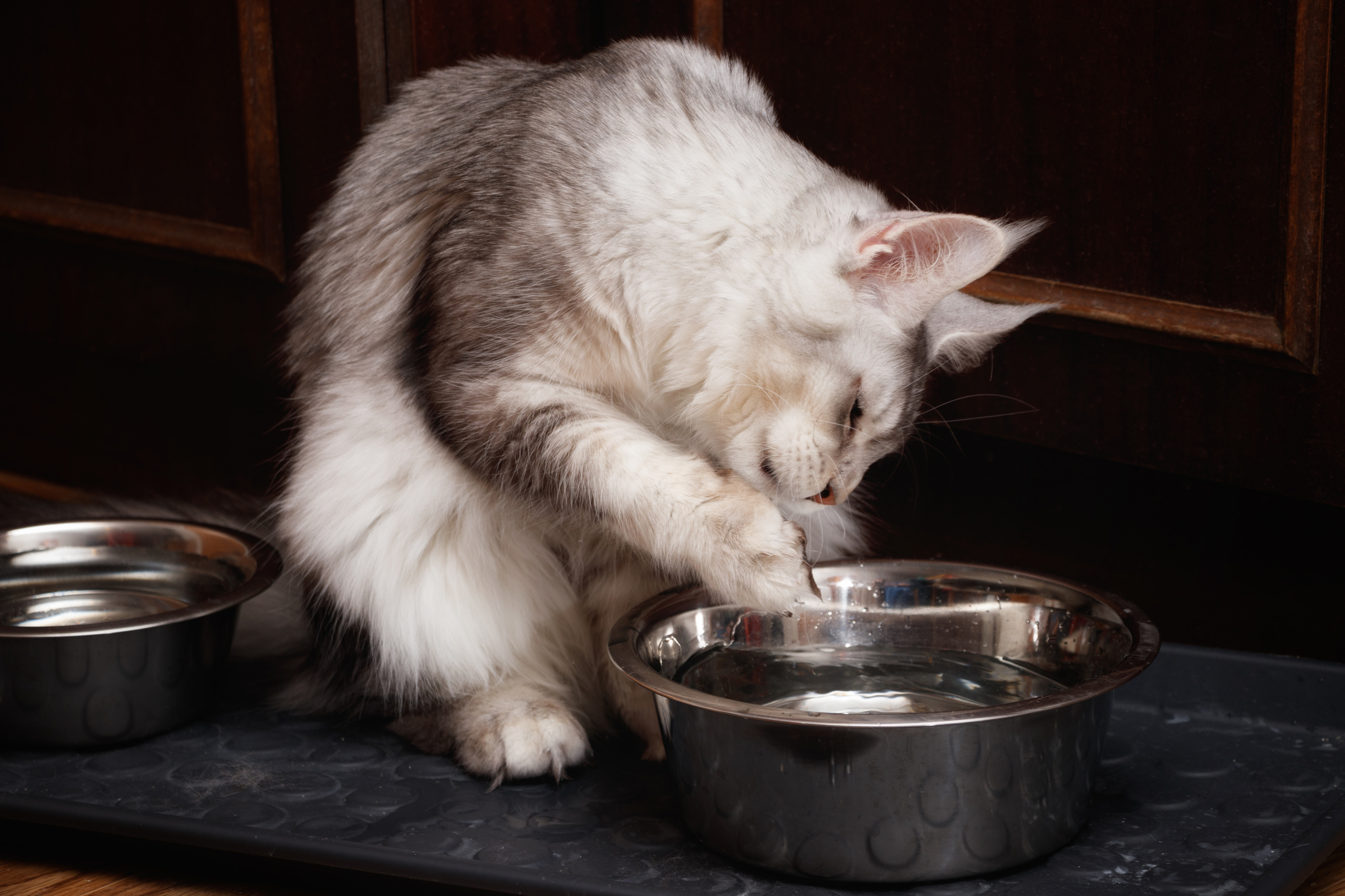 cat pawing at a water bowl