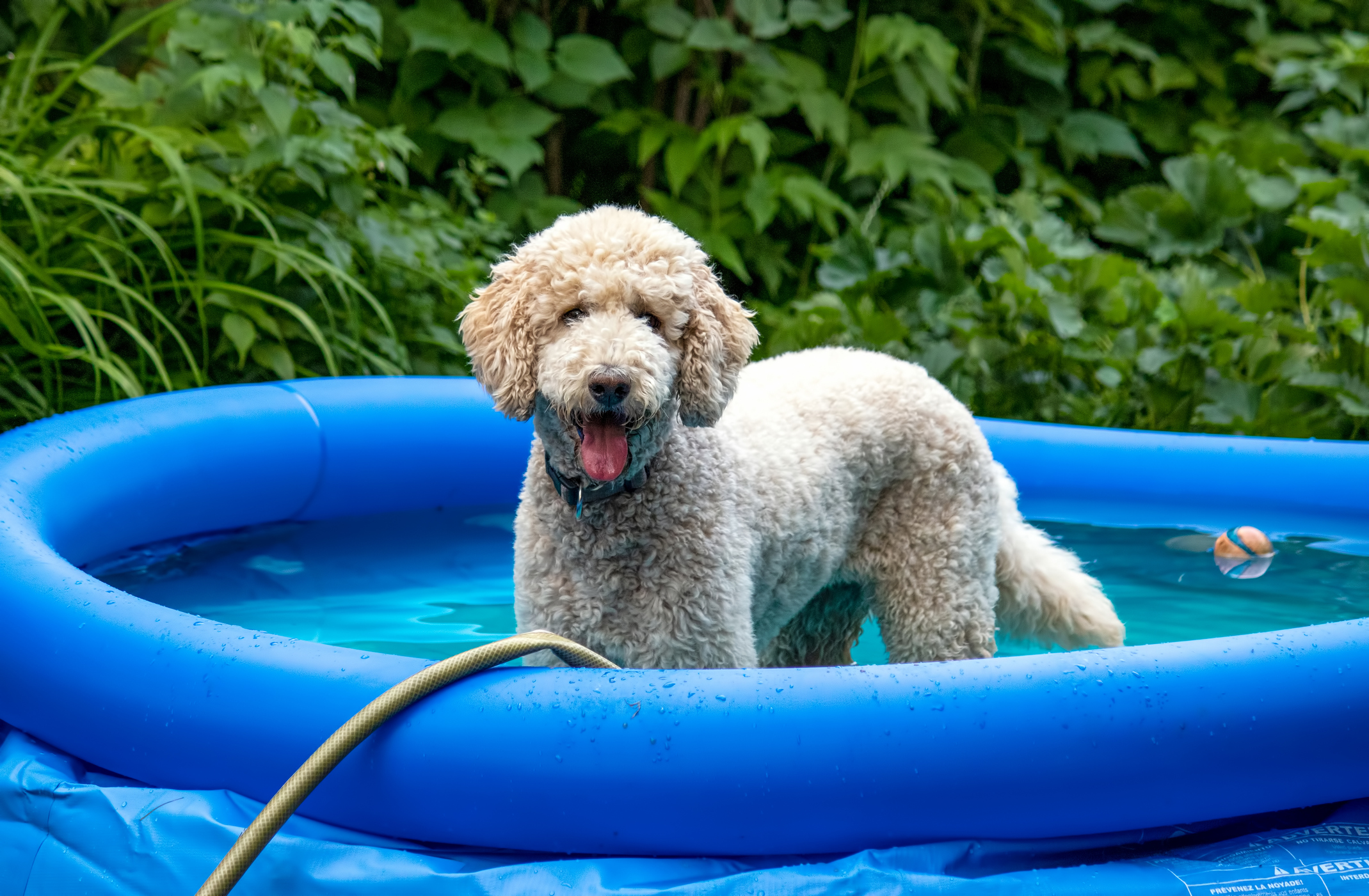 Curly dog panting in kiddie pool in summer