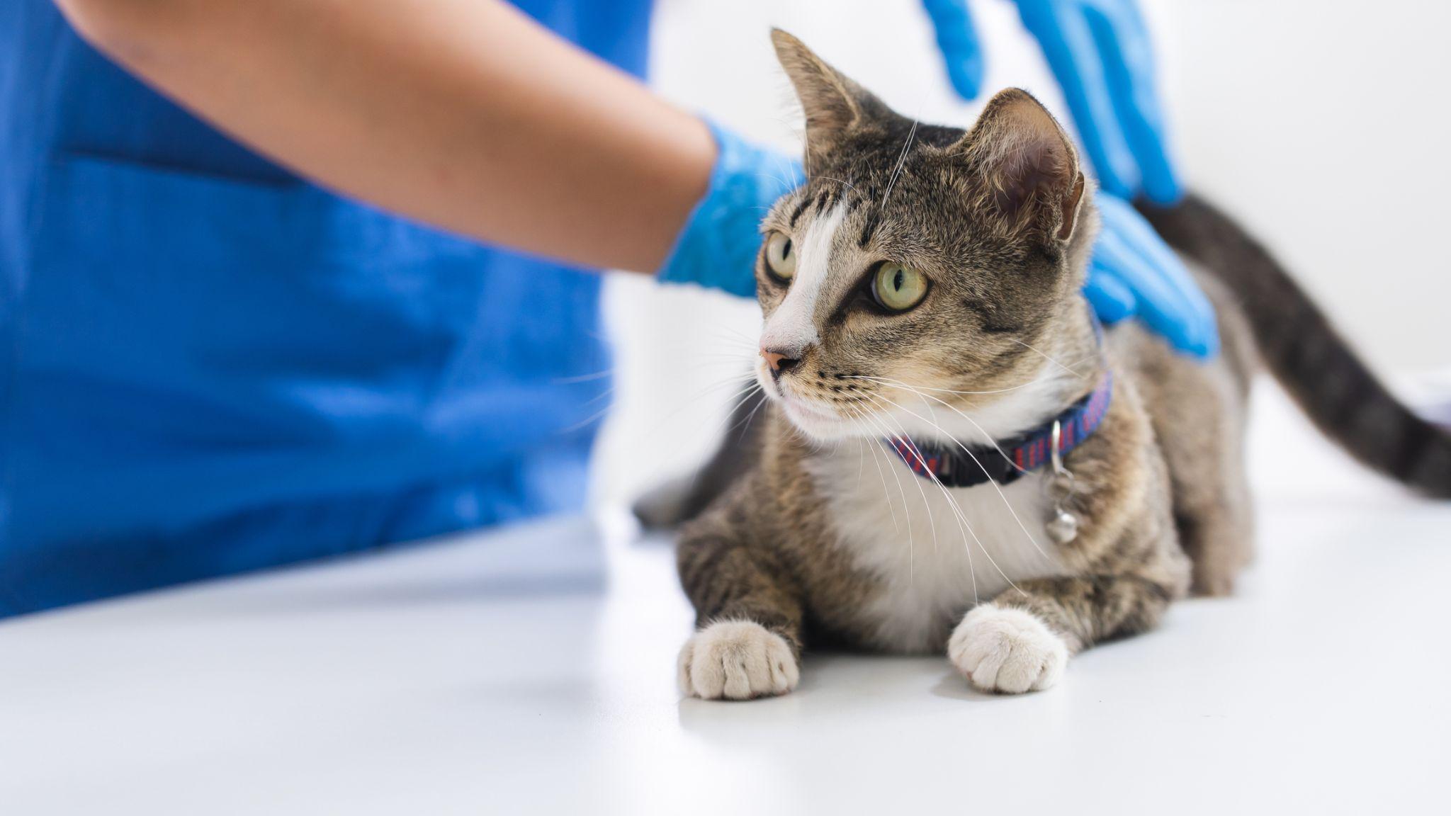 Cat waiting for teeth cleaning at the vet